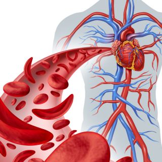 Îmbunătățește circulația și oxigenarea organismului